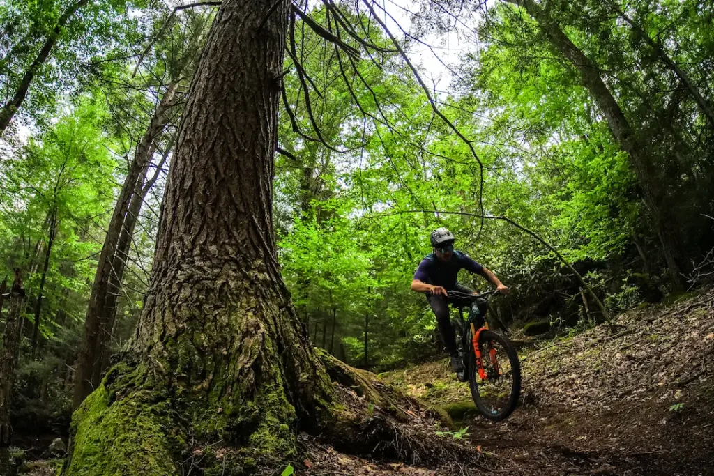 A mountain biker navigates a forest trail beside a massive moss-covered tree trunk in dense, shaded woods.