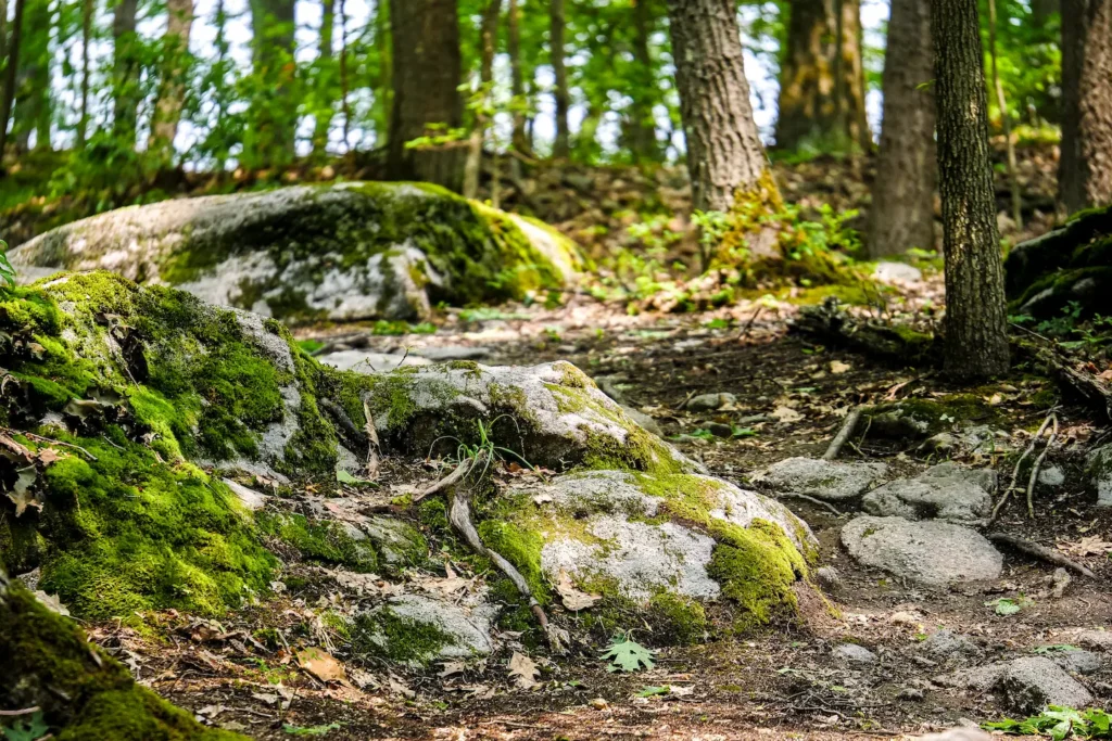 Mossy rocks and undergrowth along a forest trail