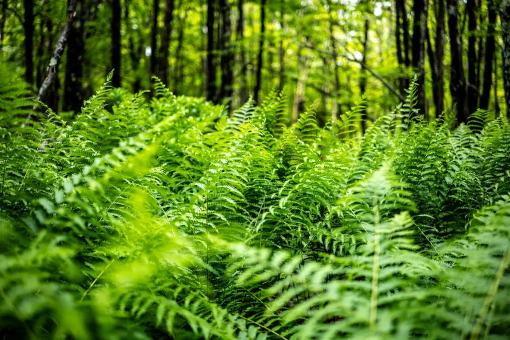 A thick bed of bright green ferns fills the forest floor beneath tall trees.

