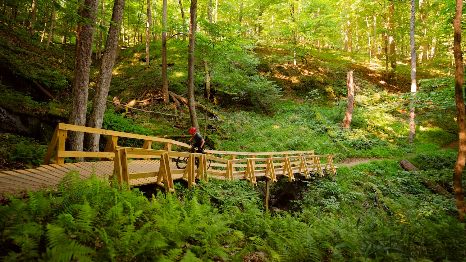 View of Riders in green ferns riding toward tall trees in Mountwood Park, Waverly, WV.