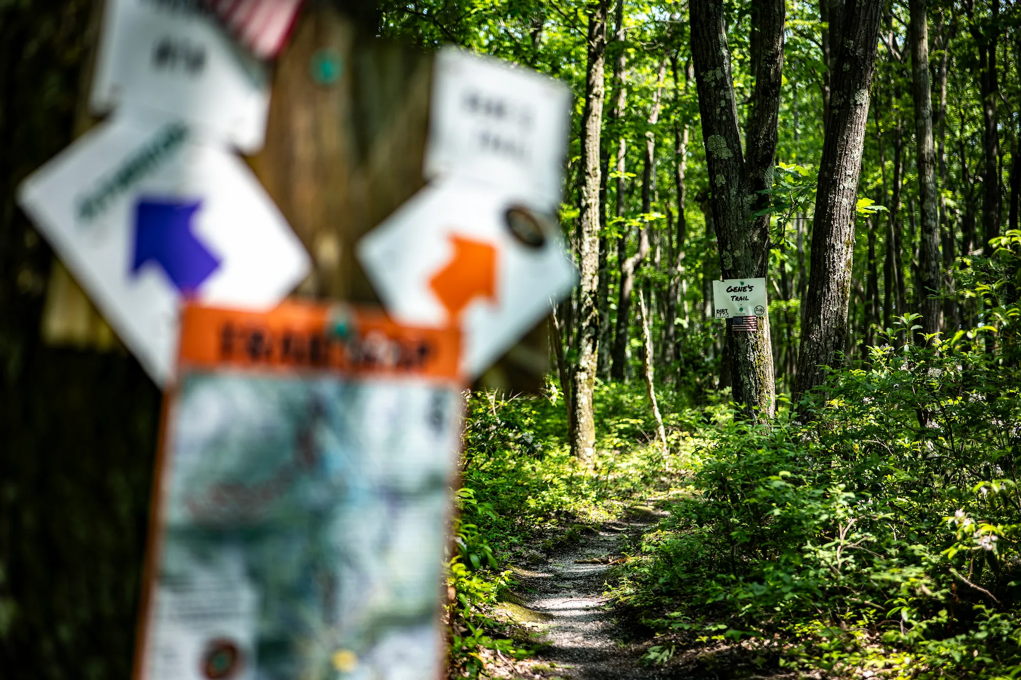 Trail markers hang from a tree in the blurred foreground, while a narrow singletrack path winds into a sunlit forest with a “Gene’s Trail” sign visible ahead.